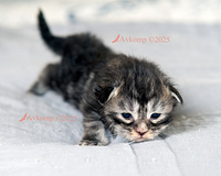 light pink collar 13733