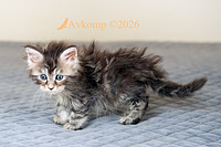 light pink collar 13856