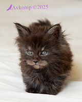 purple colllar 12890