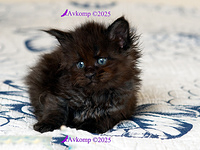 purpler collar 13730a