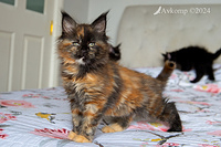 tortie 11574