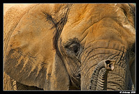 african elephant 608 landscape