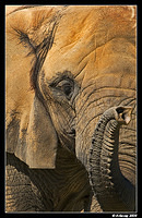 african elephant 608 portrait