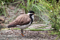 banded lapwing 6240