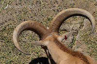 barbary sheep 5906