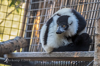 black and white ruffed lemur 1340-01