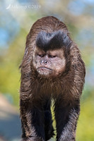 black capped capuchin 1573-01