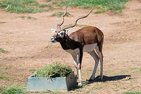 blackbuck 1563-01