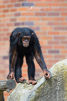 chimpanzee 12099