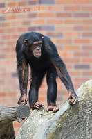 chimpanzee 12100