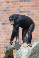 chimpanzee 12101