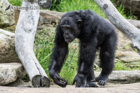 chimpanzee 6245