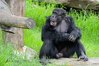 chimpanzee 6258