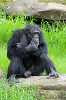 chimpanzee 6262