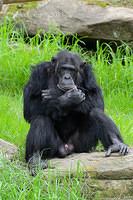 chimpanzee 6265