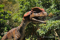 dilophosaurus 5933