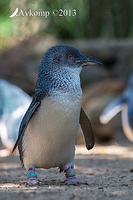 fairy penguin 9172