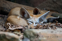 fennec fox 12087