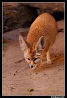 fennec fox 4447