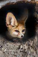 fennec fox 8271