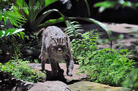 fishing cat5815