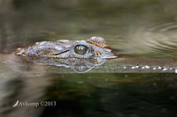 freshwater croc 6223