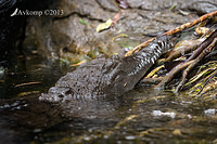 freshwater croc 6229