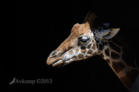 giraffe 5928