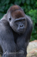 gorilla 12059