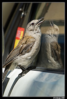 grey shrike thrush 1046