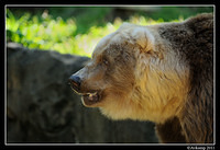 grizzly bear0107