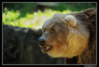 grizzly bear0108