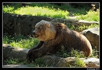 grizzly bear0110