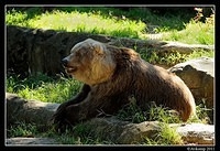 grizzly bear0111