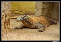 komodo dragon0127