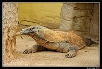 komodo dragon0128