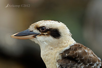 kookaburral 2877