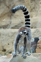 lemur 11876