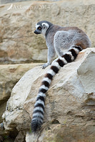 lemur 11887