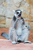 lemur 11904