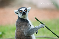 lemur 11987