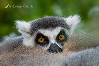 lemur 8354