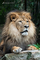 lion 6317