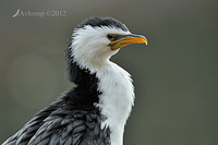 little pied cormorant2903