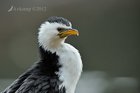 little pied cormorant2904