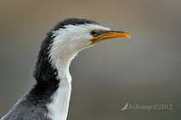 little pied cormorant2906