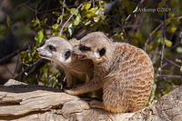 meerkat 1528-01