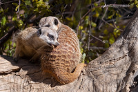 meerkat 1529-01