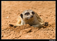 meerkat 524