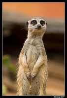 meerkat 536